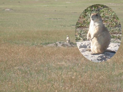 Prairie Dogs