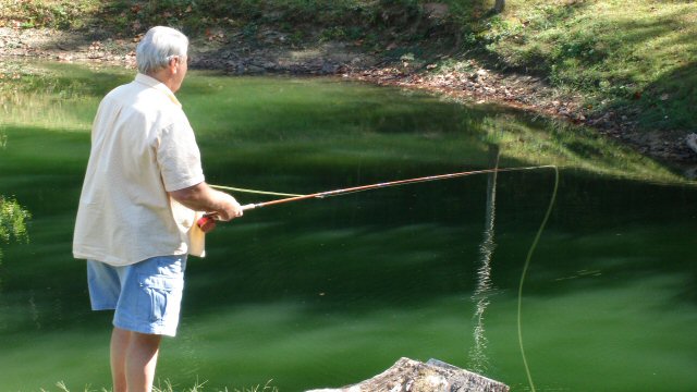 Bear fishing