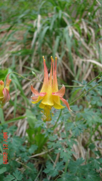 Columbine close-up