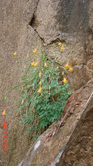 Columbine hanging growing right out of the rock