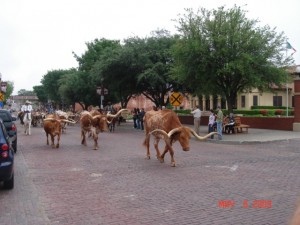 Long Horn Cattle Drive