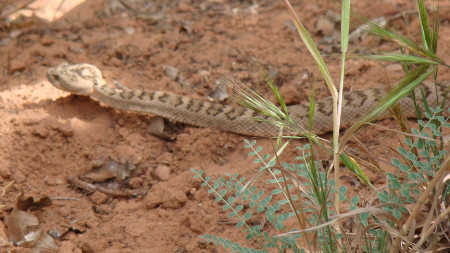 Rattle snake