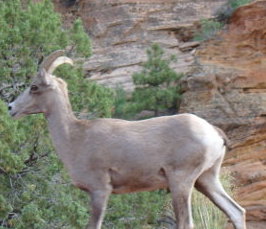 Big Horn Sheep