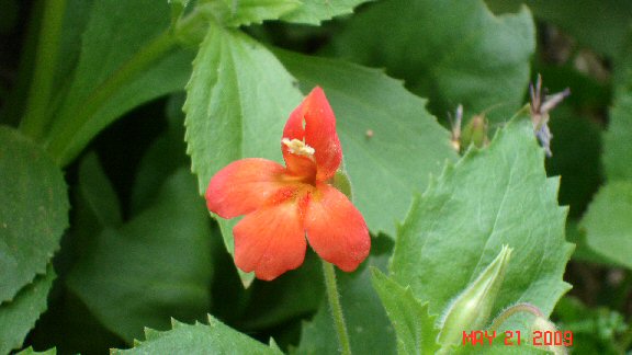 Monkey Flower close-up