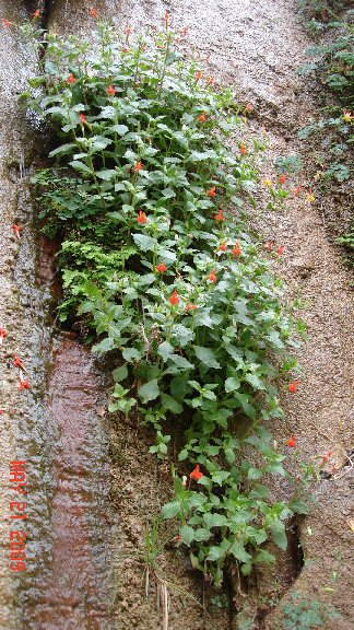 Monkey Flowers hanging on a rock