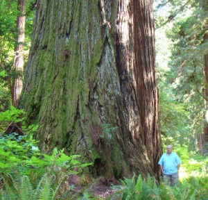 Bear next to the trunk of a Redwood tree