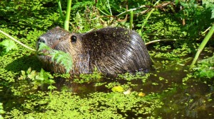 My first beaver encounter!