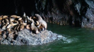 Sea lions on the rock,  see the big bull?
