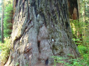 chicken wanted to check his size against a Redwood tree...