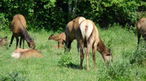 A herd of female Rosevelt Elks protecting their newborn calves