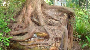 Tree taking root and growing on top of a fallen Redwood tree