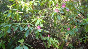 Blooming Rhododendron