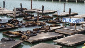 Sea Lions napping at Pier 39