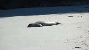 Sunbathing beauty ;)