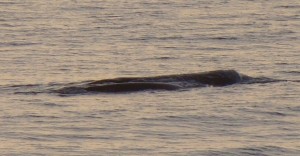 The best picture I could get of 2 whales