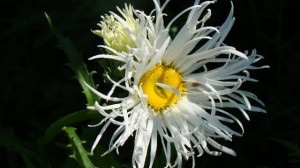 A daisy with a bad hair day!  