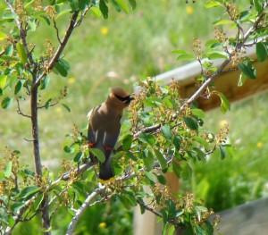 Anybody knows what kind of bird this is?