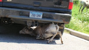 A crazy goat trying to lick the underside of the car!