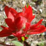 Paintbrush up close