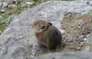 Cute Pika