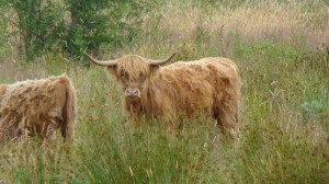 No but,  really,  isn't she the cutest cow ever?  