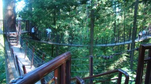 View of part of the Tree Top Adventure