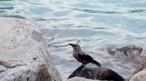 My mystery bird in Lake Louise