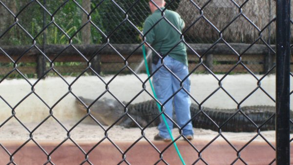 Gator taking a shower