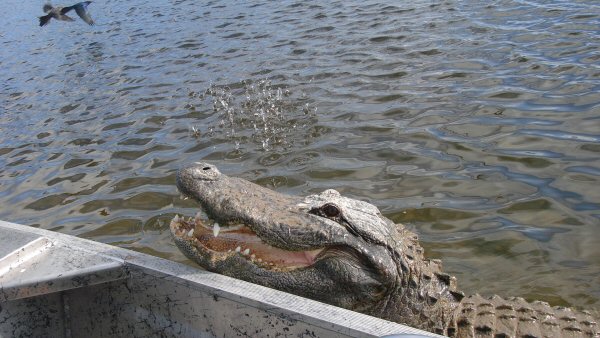 Gator trying to jump in the boat