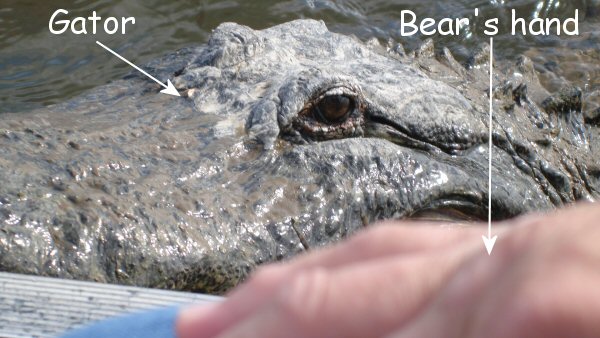 gator and bear's hand