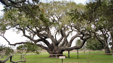 1000 year old tree